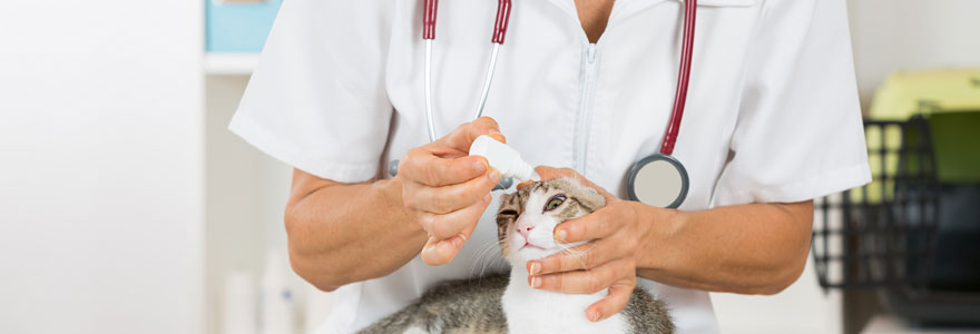 Ophtalmologie vétérinaires