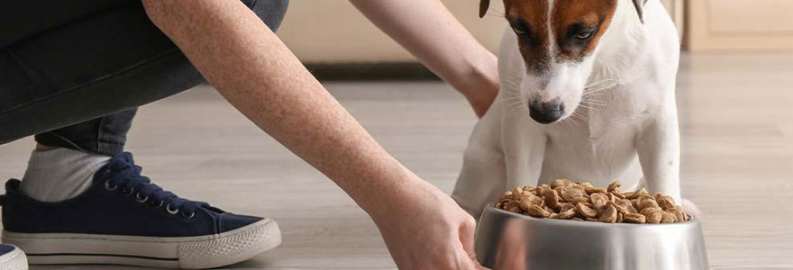 croquettes pour chien